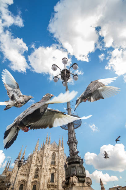 istock Pigeons over Milan Cathedral, Italy 1164206228