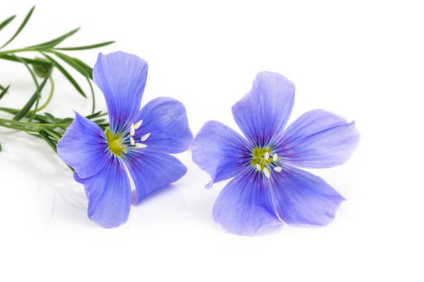 istock Flax blue flowers isolated on white background 1164206600