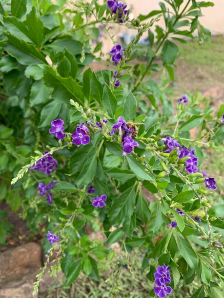 istock Bee on a Purple Plant 1164206663