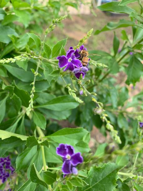 istock Bee on a Purple Plant 1164206666