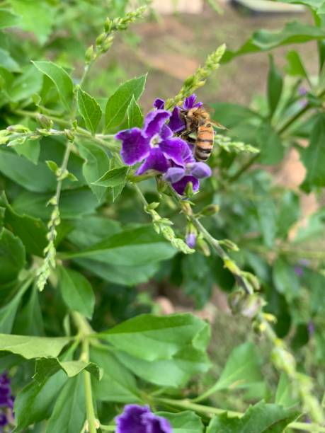 istock Bee on a Purple Plant 1164206675