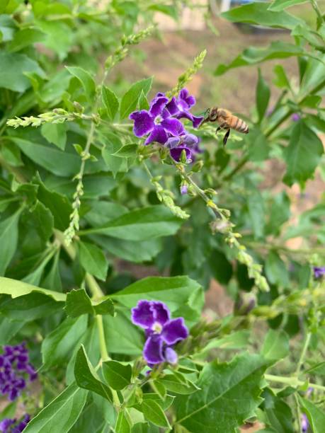 istock Bee on a Purple Plant 1164206676