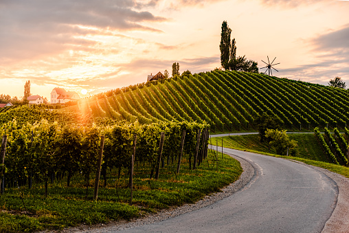 Asphalt road leading through country side of south Austrian Vineyards in south styria. Sunset view at grape hills.