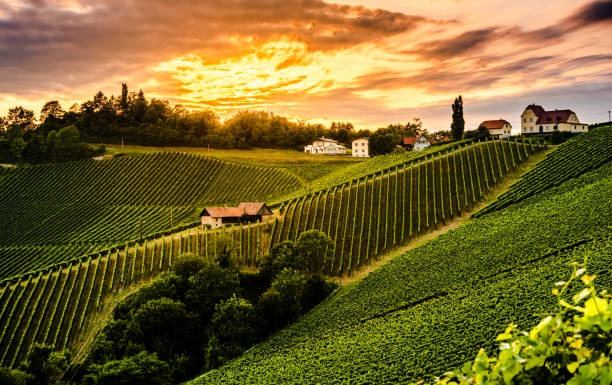 Moody landscape of south Styrian grape hills. Austrian vineyards in sunset light.