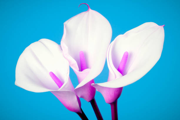 Three white calla lily arum flowers with pink middle and stem are on blue background.