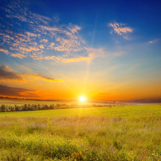 istock Wide landscape of green field 1164209571