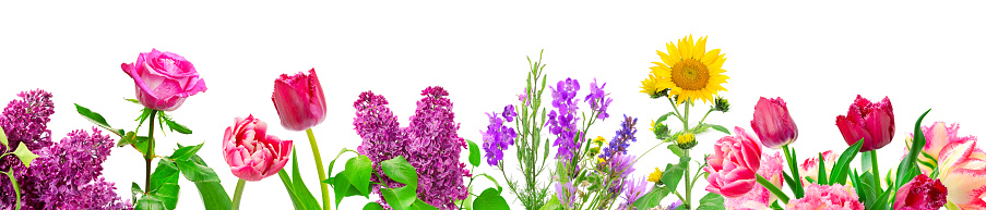 Panorama different flowers isolated on white background