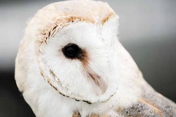 istock Tyto alba, European Barn Owl 1164210677
