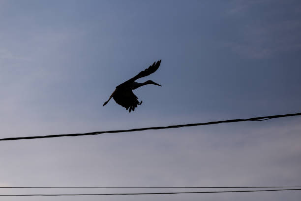 stork volando sobre un poste de electricidad en una zona rural de rumania al atardecer. animales salvajes que viven entre humanos. - 7003 fotografías e imágenes de stock