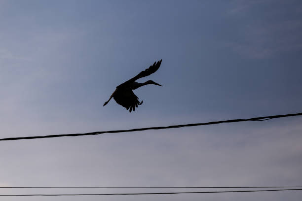 аист летит на вершине полюса электричества в сельской местности румынии в сумерках. дикие животные, живущие между людьми. - 7003 стоковые фото и изображения