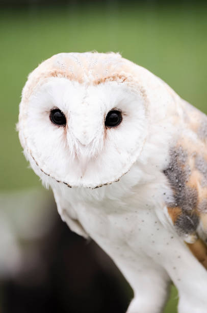 istock Tyto alba, European Barn Owl 1164211102