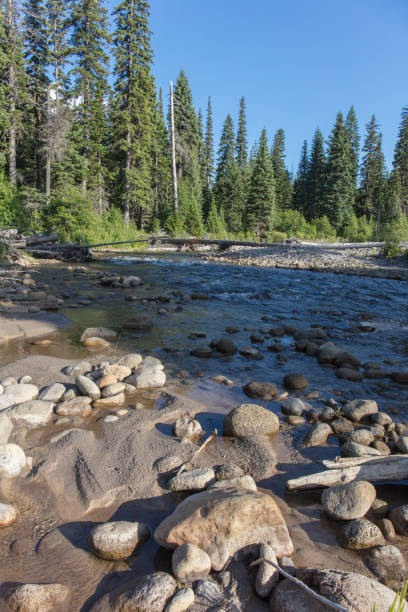 istock Forest and creek in Oregon 1164211757