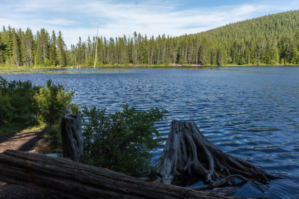 istock Forest and creek in Oregon 1164212439
