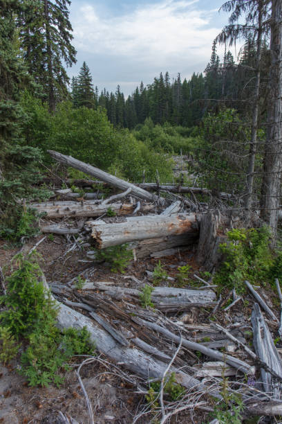 istock Forest and creek in Oregon 1164212502