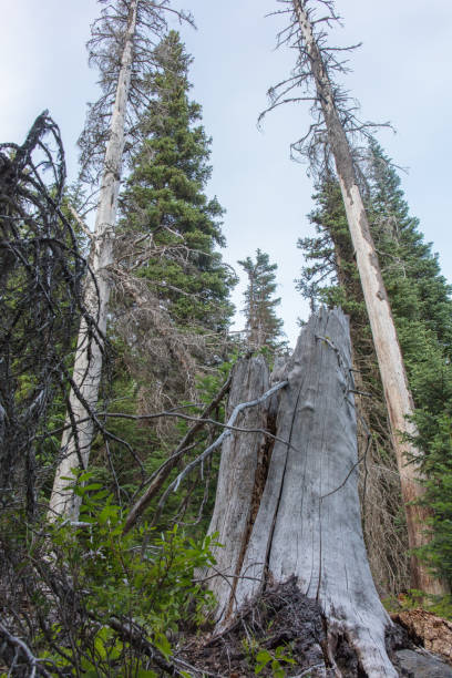 istock Forest and creek in Oregon 1164212522