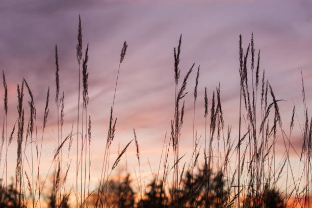 istock Sunset picture with blade of grass 1164212589