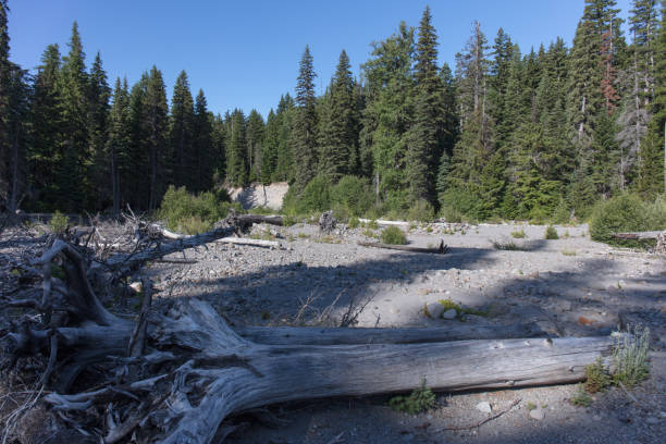 istock Forest and creek in Oregon 1164212591