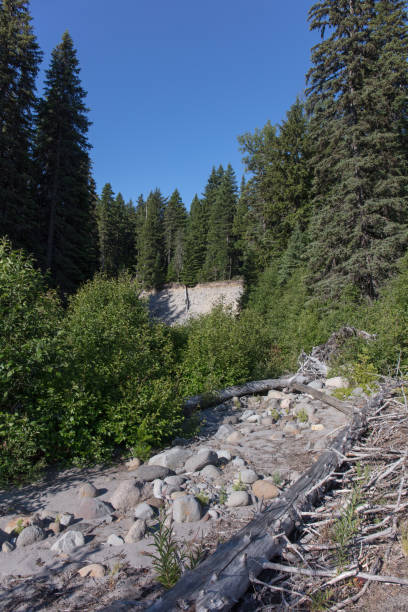 istock Forest and creek in Oregon 1164212634