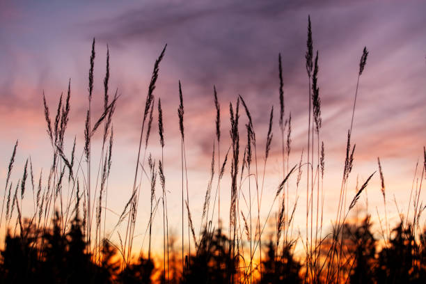 istock Sunset picture with blade of grass 1164212707