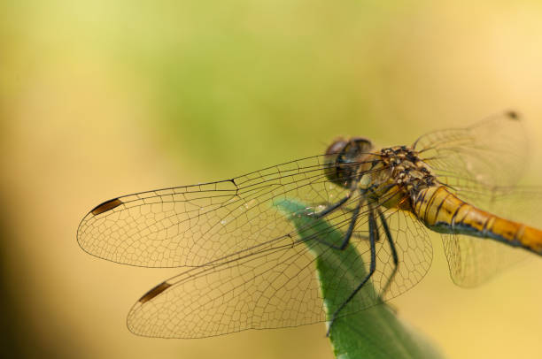 istock Image of beautiful dragonfly in a garden. 1164215326