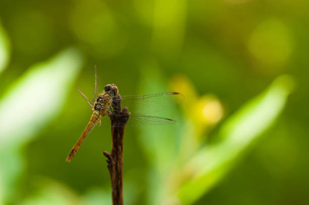 istock Image of beautiful dragonfly in a garden. 1164215386