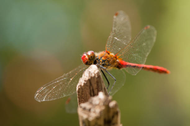 istock Image of beautiful dragonfly in a garden. 1164215555