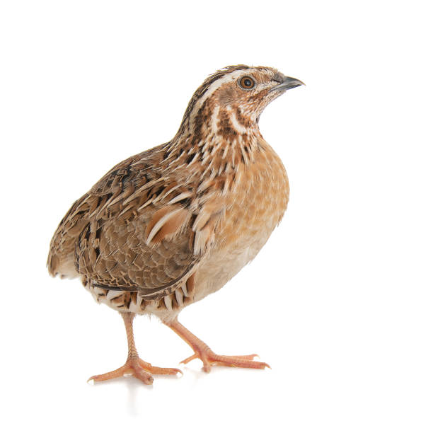 istock Wild quail, Coturnix coturnix, isolated on a white background 1164216417