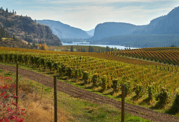 istock Okanagan Valley Vineyards Autumn 1164218288