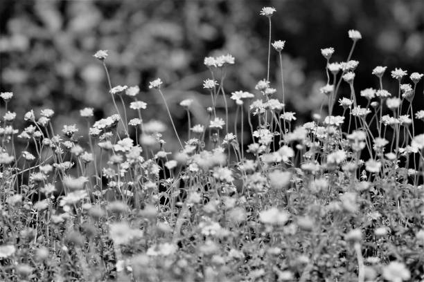 wildblumen, schönheit in bkack und weiß - invoke stock-fotos und bilder