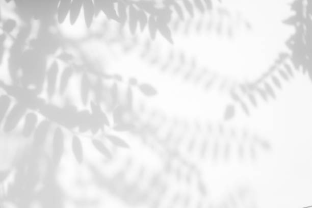 istock Gray shadow of the leaves on a white wall 1164221245