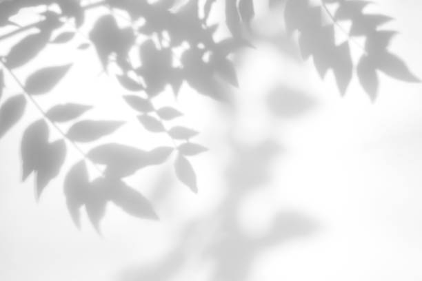 istock Gray shadow of the leaves on a white wall 1164221246
