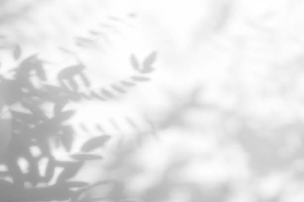 istock Gray shadow of the leaves on a white wall 1164221261