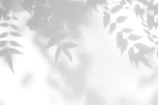 Sombra gris de las hojas en una pared blanca photo