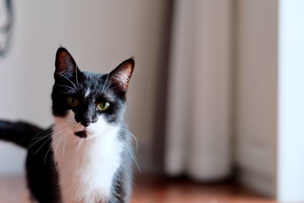 istock Close up one black and white cat looking at camera at home. 1164222885