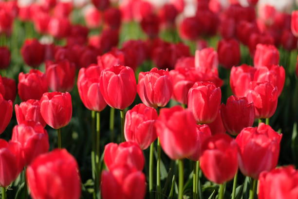 istock close up deep red tulips and green stems under sunshine and shadows. 1164223148