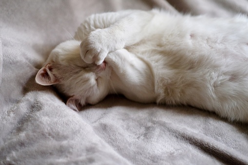 under daylight. On grey bed blanket