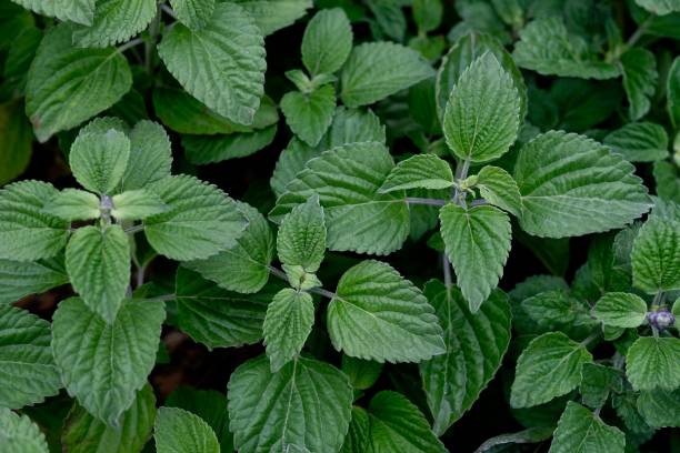 istock Top view of fresh green textured leaves 1164223854