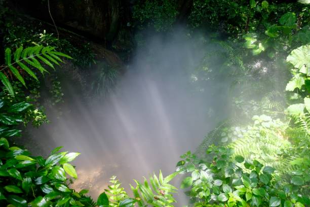 istock various kinds of tree leaves and Jesus light 1164223901