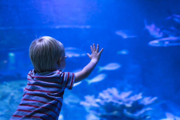 istock Little boy in the aquarium 1164225091
