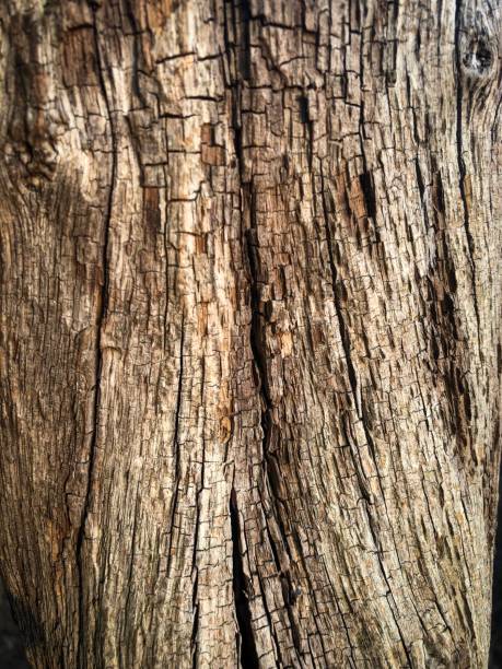 istock Very old and rotten wood as texture or background 1164227792
