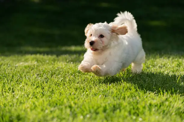 Cheerful little havanese puppy running on a sunny grassy meadow