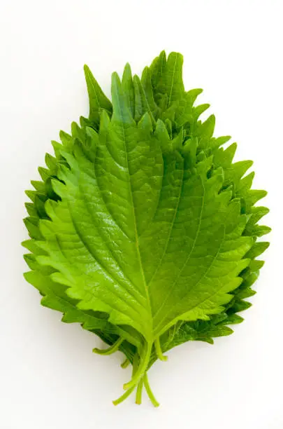 fresh green shiso (perilla)  or oba leaf on white background