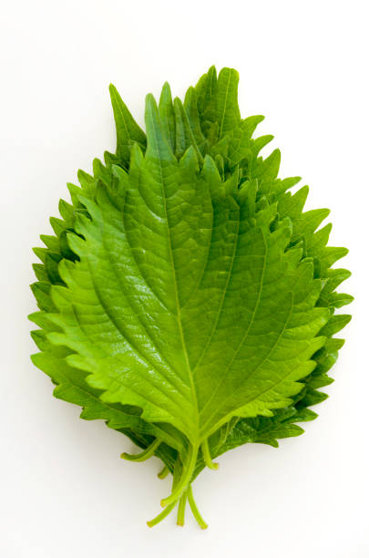 свежий зеленый шисо (перилла) или листья оба на белом фоне - shiso стоковые фото и изображения