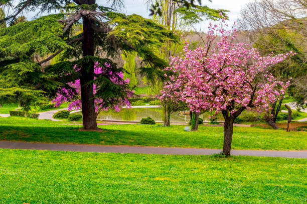 Spring begins to bloom in Madrid, Spain.
