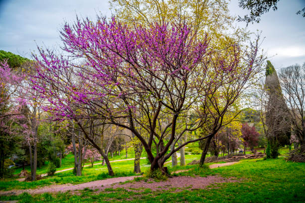 istock Villa Borghese Gardens in Rome 1164230388