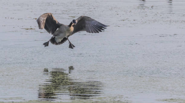 istock goose coming in for a landing 1164230768