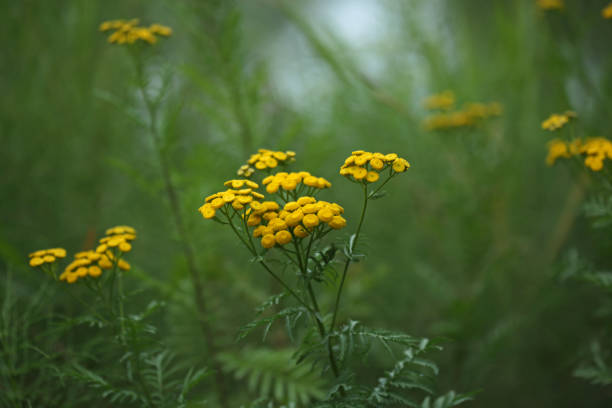 common tansy im fraser valley, kanada - langley stock-fotos und bilder