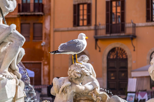 Seagull resting on a fountain at Navona Square, Rome, Italy