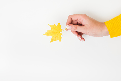 Harvest time. Woman hand holding single yellow maple leaf over white background. Copy space.