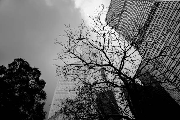 istock office building closeup and tree, business concept; black and white style 1164234150